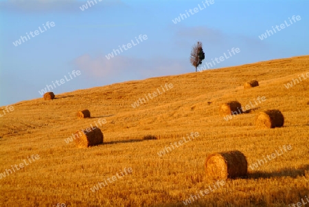 Strohballen am weizenfeld