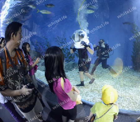 Das Siam Ocean World Aquarium in der Hauptstadt Bangkok von Thailand in Suedostasien.