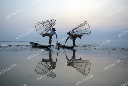 Fishermen at sunrise in the Landscape on the Inle Lake in the Shan State in the east of Myanmar in Southeastasia.