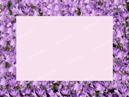 Blumenrahmen, Campanula