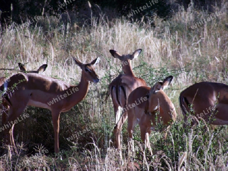 Impala, Herde, in, Tsavo, West, Kenya, Afrika, Nationalpark