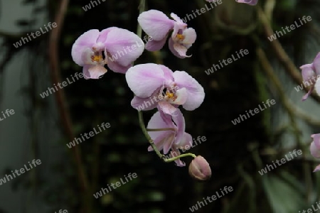 Dendrobium Pulchellum