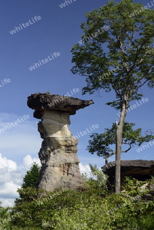 Die Landschaft und Pilzfoermigen Steinformationen im Pha Taem Nationalpark in der Umgebung von Ubon Ratchathani im nordosten von Thailand in Suedostasien.