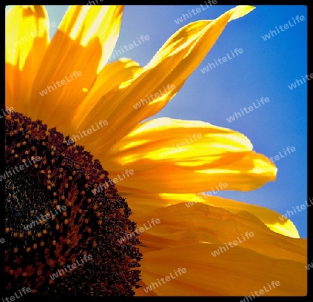 Sonnenblume