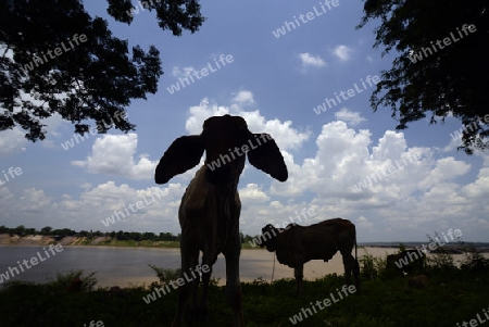 Kuehe mit langen Ohren stehen bei der Steinlandschaft im Mekong River des Naturpark Sam Phan Bok bei Lakhon Pheng am Mekong River in der Provinz Amnat Charoen nordwestlich von Ubon Ratchathani im nordosten von Thailand in Suedostasien.