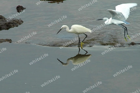 Reiher (Egretta garzetta)