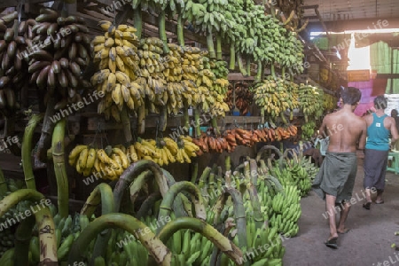 a big Banana Shop in a Market near the City of Yangon in Myanmar in Southeastasia.