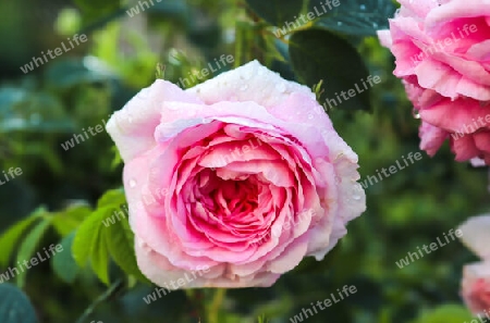 Top view of yellow and orange rose flower in a roses garden with a soft focus background.