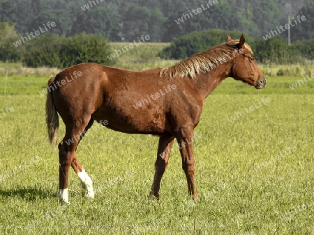 Pferd auf Weide