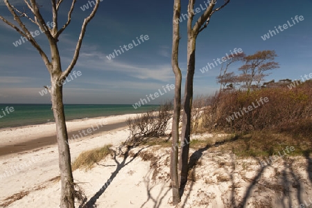 Weststrand auf dem Darss, Nationalpark Vorpommersche Boddenlandschaft, Deutschland