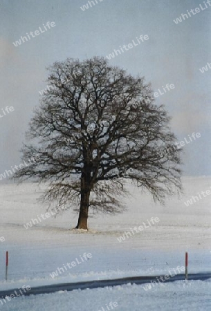 Einsamer Baum