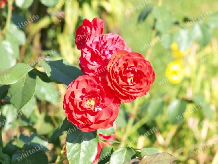 Rote Rosen