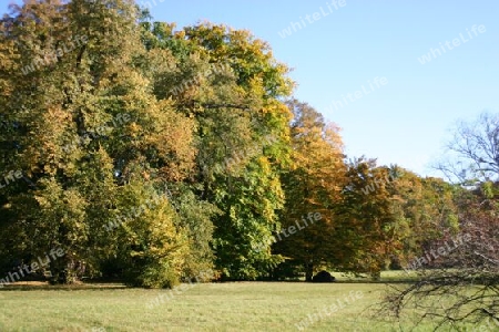 Bäume die Zeugen der Zeit