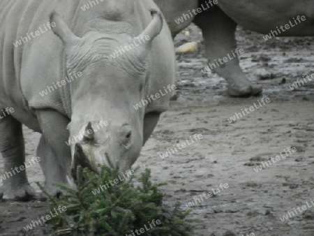 Nashorn