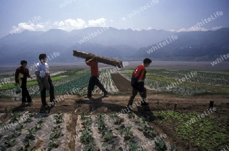 agroculture in the village of fengjie at the yangzee river in the three gorges valley up of the three gorges dam project in the province of hubei in china.