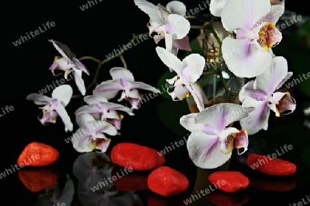 Parf?m, Perlen und Orchideen