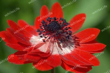 anemone