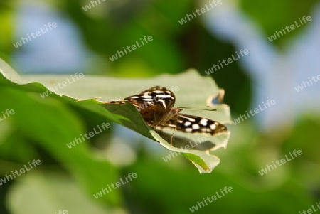 Schmetterling Makro