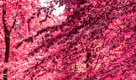 Beautiful pink and purple infrared panorama of a countryside landscape with a blue sky.