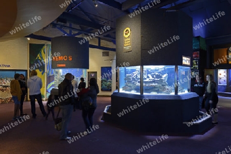 Innenaufnahme des 2 Ocean Aquarium, Kapstadt, West Kap, Western Cape, S?dafrika, Afrika