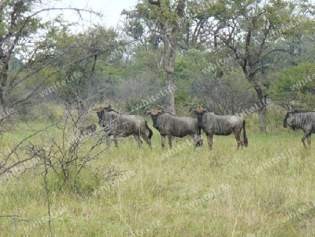 3 Gnus