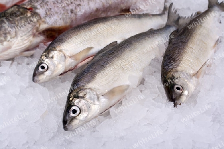 rohe Fische direkt nach Fischfang auf Eis