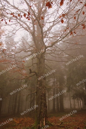 Baum im Nebel