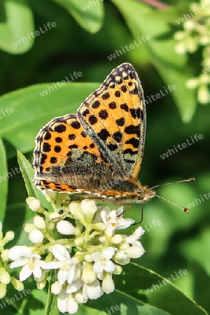 Braunfleckiger Perlmuttfalter, dorsal,Brown-spotted fritillary butterfly, dorsal