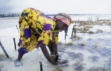 Eine Frau arbeitet auf ihrer Seegras Plantage an der Ostkuester der Insel Zanzibar oestlich von Tansania im Indischen Ozean.