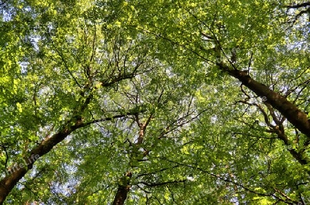 Beautiful view into a dense green forest with bright sunlight casting deep shadow.