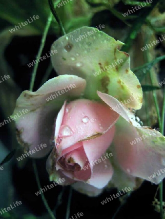 Rose im Regen