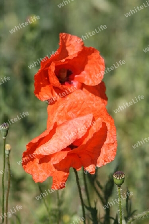 Wilder Mohn