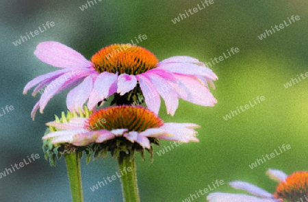 Echinacea. Sonnenhut