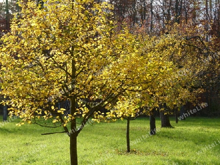 Streuobstwiese im Herbst 2