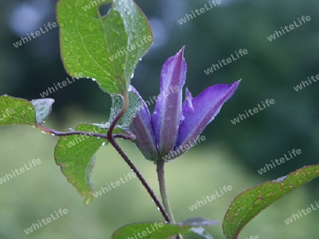 Clematis im Regen