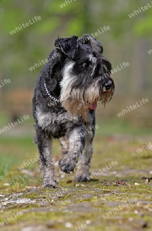 Mittelschnauzer