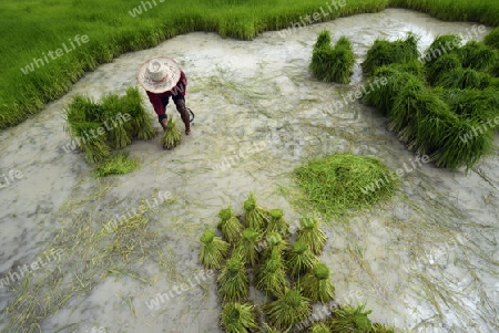 Reisfelder und Landwirtschaft in der Provinz Amnat Charoen nordwestlich von Ubon Ratchathani im nordosten von Thailand in Suedostasien.