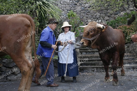 A Farmer women in the  mountain Village of  Tejeda in the centre of the Canary Island of Spain in the Atlantic ocean.