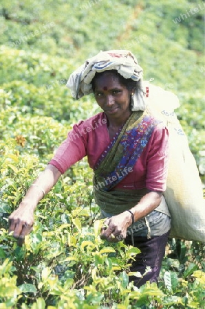 Asien, Indischer Ozean, Sri Lanka,
Eine Tamilische Frau beim pfluecken von Teeblaettern im Tee Anbaugebiet von Nuwara Eliya in Zentralen Gebierge von Sri Lanka. (URS FLUEELER)






