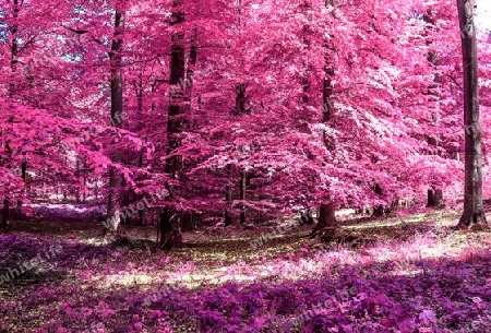 Beautiful pink and purple infrared panorama of a countryside landscape with a blue sky.