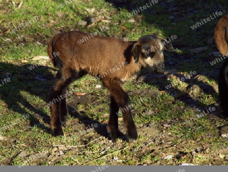 kleines Lamm auf sonniger Weide