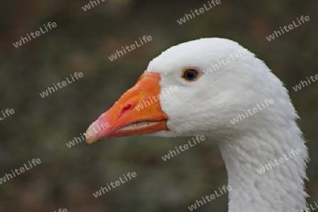 Goose - Gans