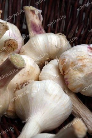 Knoblauch