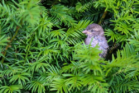 Ein Vogel