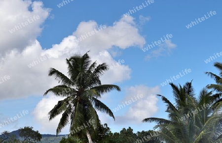 Beautiful palm trees at the beach on the tropical paradise islands Seychelles