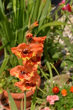 Gladiole