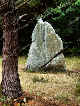 Menihr auf einer Waldlichtung sthend