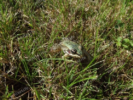 Frosch im Gras