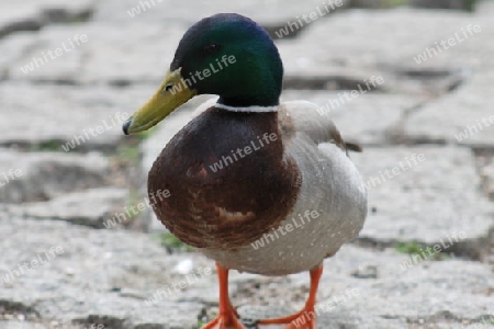 ente