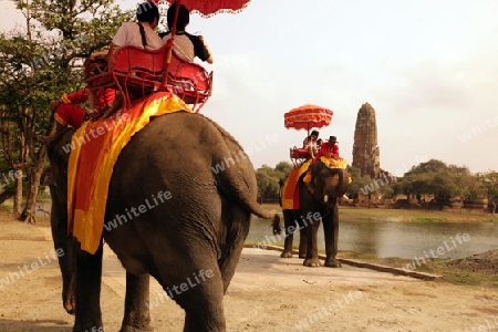 Ein Elephanten Taxi vor einem der vielen Tempel in der Tempelstadt Ayutthaya noerdlich von Bangkok in Thailand.